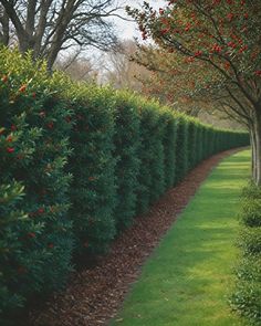 a long line of trees with red berries on them