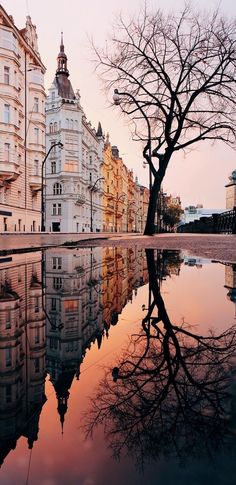 a tree is reflected in the still water of a city street with buildings on either side