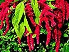 red flowers with green leaves in the background