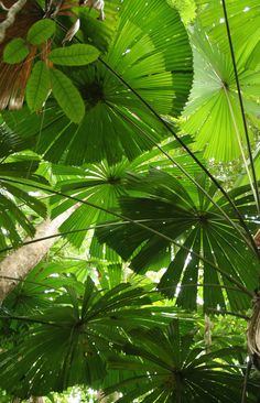 the canopy of a tropical tree with lots of green leaves