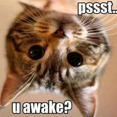 Wakey Wakey Posh Peeepppssss You Awake Funny, Are You Awake Meme Funny, Good Morning Cat Images, Kitten Quotes, Good Morning Cat, Morning Cat, Pet Pictures, Funny Baby Quotes, Cat Quotes Funny