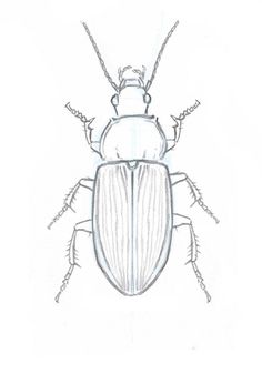 a drawing of a bug on a white background