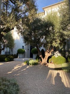 an olive tree in front of a house