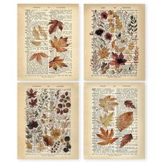 four different types of autumn leaves on an old book page, each with their own image