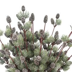 a bunch of pine cones sitting on top of a plant