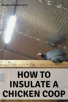 a bird sitting on top of a wooden floor next to a chicken coop with the words how to insulate a chicken coop