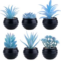 six different types of succulent plants in black pots