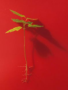 a plant that is growing out of the ground on a red surface with its roots still attached