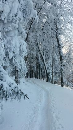 a person riding skis down a snow covered slope next to trees in the woods