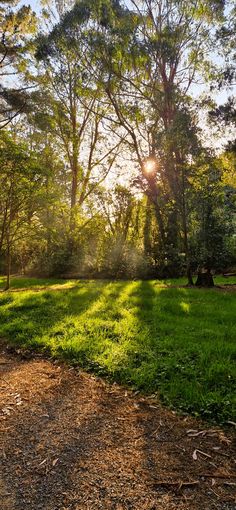 the sun shines brightly through the trees and grass