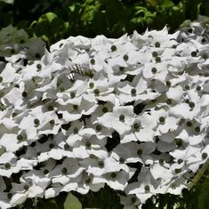 white flowers with green leaves in the background