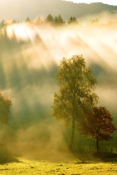 the sun shines through the clouds over trees on a foggy day in an open field