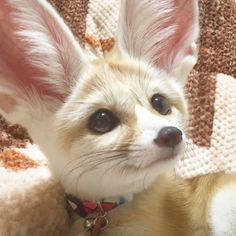 a small white and brown dog laying on top of a blanket