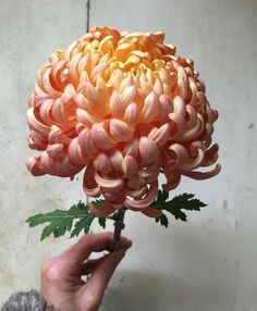 a person holding a flower in their left hand with the petals still attached to it