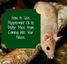 a rat with a sign that says how to use peppermin oil to better mice from coming into your house