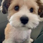 a small brown and white dog sitting on top of a car seat