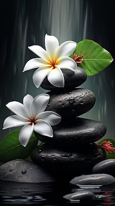 two white flowers sitting on top of black rocks next to leaves and raindrops