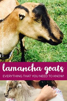 a woman holding a goat in her arms with the words lamaach goats everything that you need to know