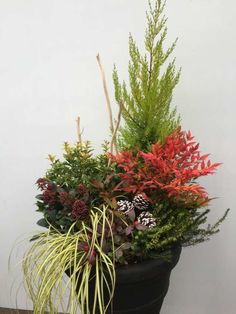 a potted plant sitting on top of a wooden table next to a white wall