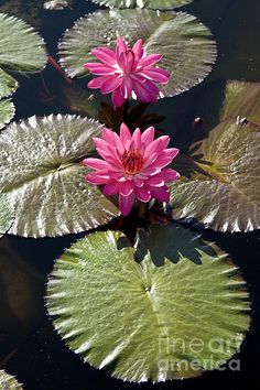 pink water lilies in the pond with green leaves