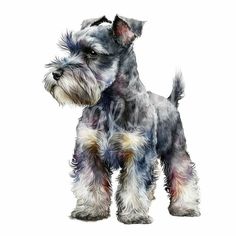 a small gray and black dog standing on top of a white background