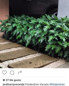 a cat sitting on the steps in front of a car with plants growing out of it