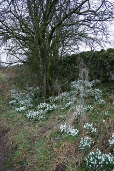 small white flowers growing on the ground next to a tree with no leaves and branches