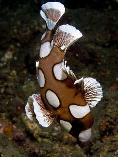 an orange and white fish with spots on it's body