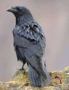 a black bird sitting on top of a rock