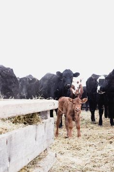 a herd of cattle standing on top of a dry grass covered field next to a cement wall