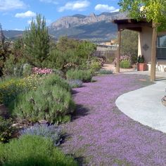 an outdoor area with purple flowers and trees