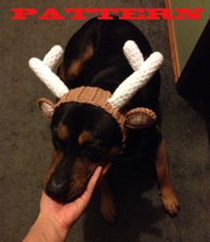 a dog wearing a knitted reindeer hat with antlers on it's head