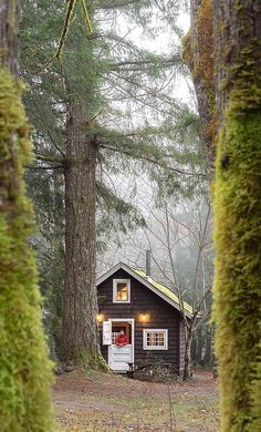 a small cabin nestled in the woods surrounded by tall trees and green mossy branches