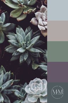 several succulents are shown in different shades of gray and grey, with the same color scheme