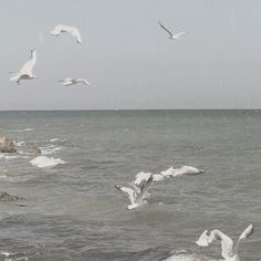 seagulls flying over the ocean with rocks in the foreground