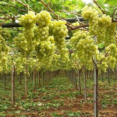 grapes are growing on the vine in an orchard