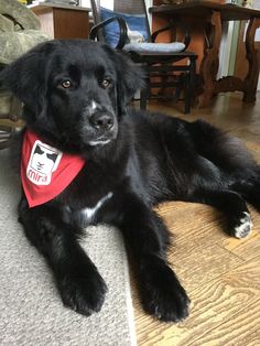 a black dog with a red bandana laying on top of a floor next to a chair