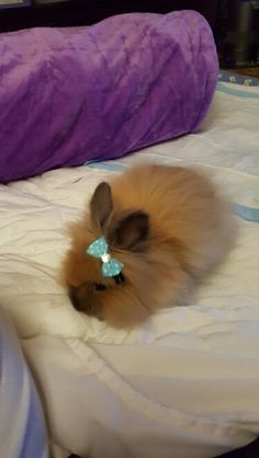 a small brown rabbit laying on top of a bed next to a purple pillow and blanket