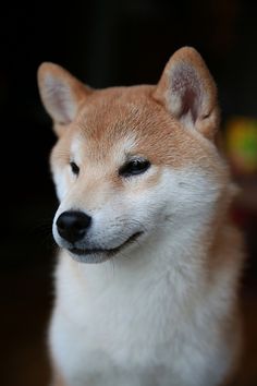 a close up of a small dog on a wooden floor with its eyes closed and it's head slightly tilted to the side