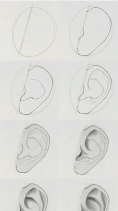 six different types of ear shapes drawn in pencil