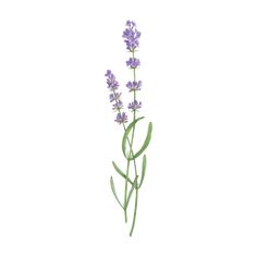 lavender flowers on a white background