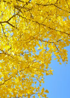 yellow leaves on the branches of a tree against a bright blue sky in springtime