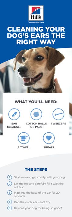 a flyer for cleaning your dog's teeth with the words, what you'll need