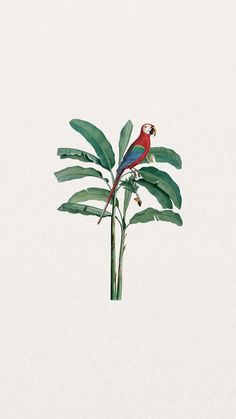 a red bird sitting on top of a green leafy tree next to a white wall