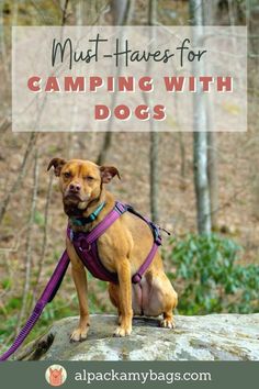 10 MUST Have Items for Camping with Dogs Essentials For Camping, Dog Boutique Ideas, Camping Planning, Camping Must Haves, Flying Dog, Camping List, Tick Prevention