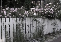 white picket fence with pink flowers growing over it