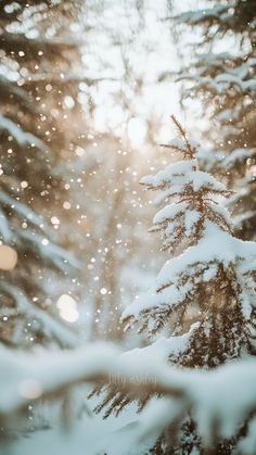 the sun shines through the snow covered pine trees in winter, as seen from behind