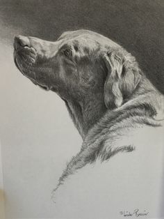 a pencil drawing of a dog's head in profile, looking up at the sky