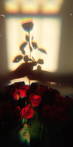 the shadow of a person holding a bouquet of red roses in front of a window