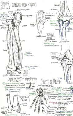 a drawing of the muscles and their functions